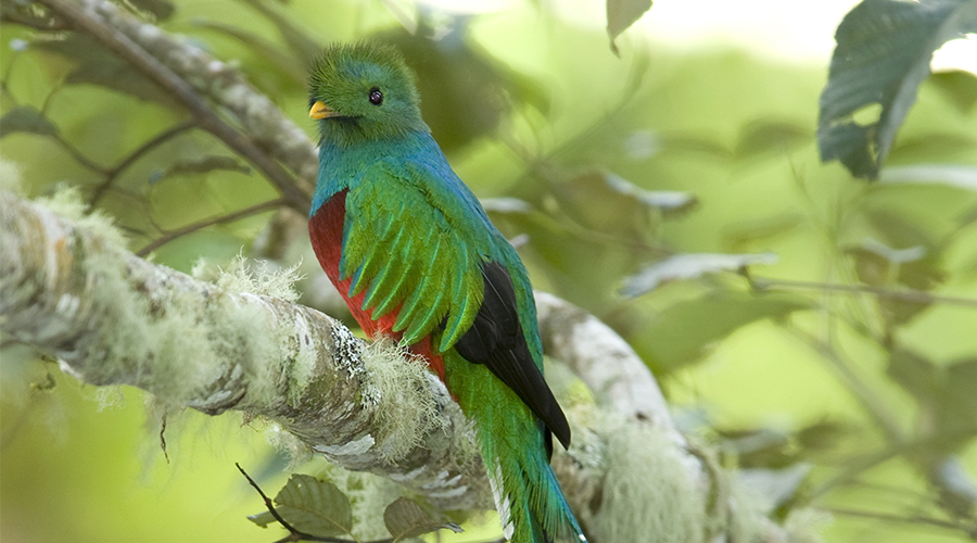 Collette - The Beautiful Birds of Costa Rica